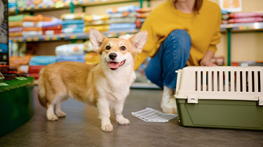 Fur and finance – Tax compliance in animal sales